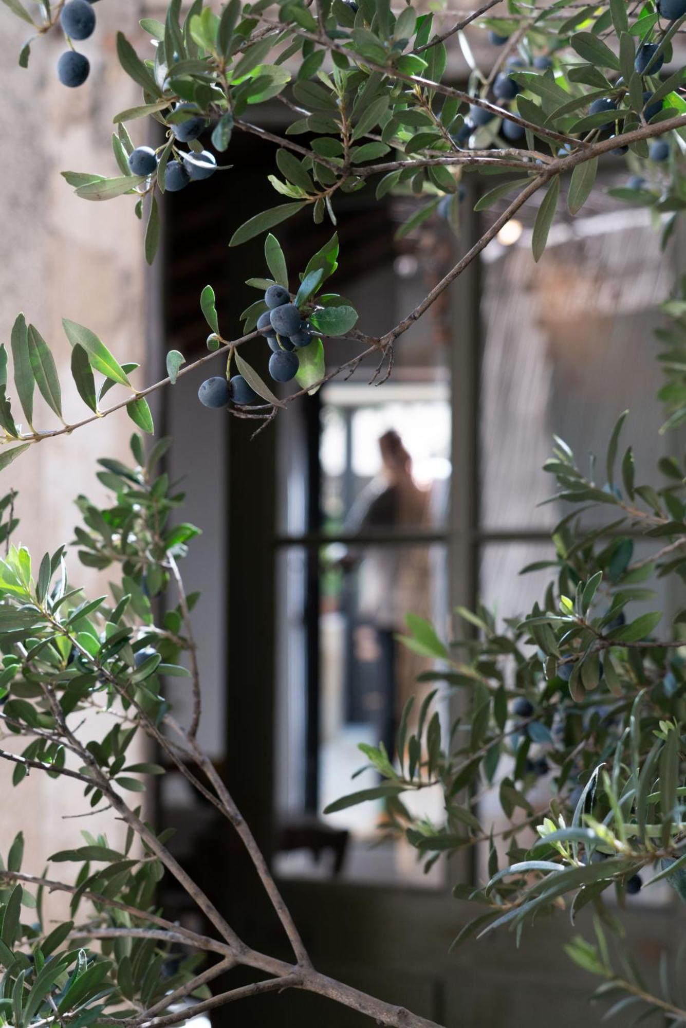 La Suite - Maison M Fabre Saint-Rémy-de-Provence Kültér fotó
